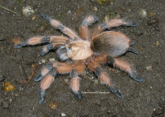 Aphonopelma moderatum 2” - 3” females