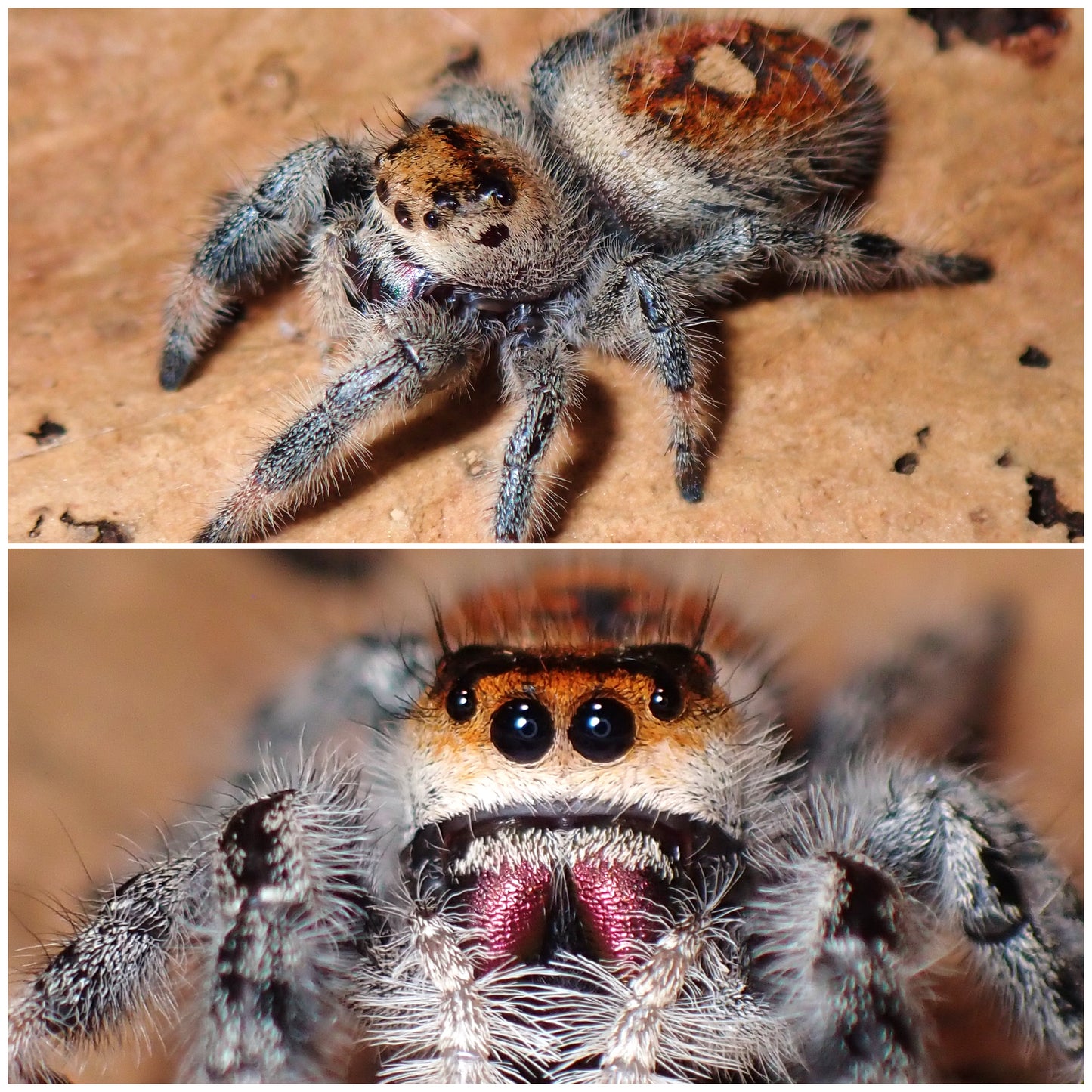 Phidippus regius
female "Jumping spider" 086