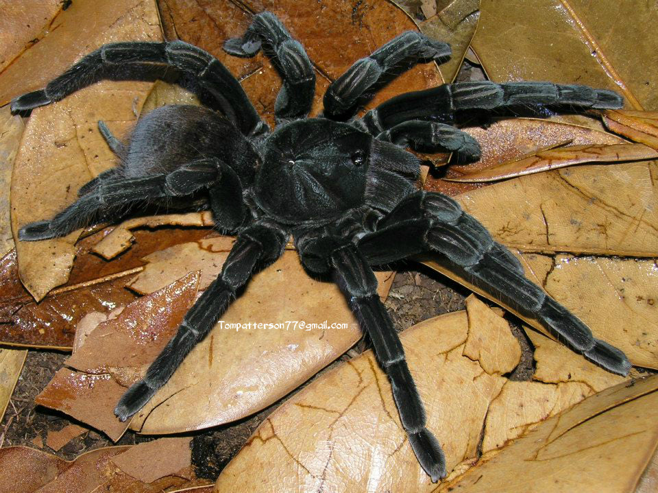 TARANTULAS – Page 6 – Hardcore Arachnids