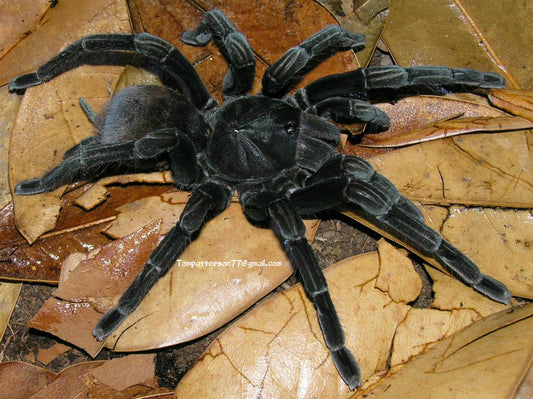 Pamphobeteus sp. “Santo Domingo Goliath” 1”