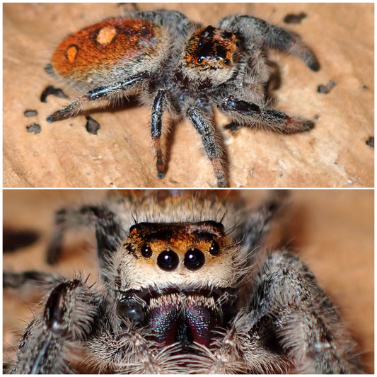 Phidippus regius
female "Jumping spider" 089