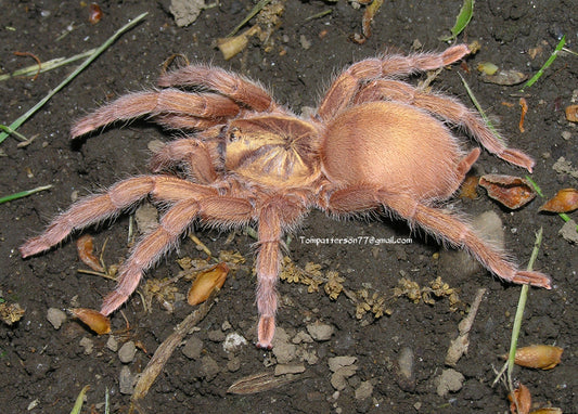 Neoholothele incei “gold” 1/2”