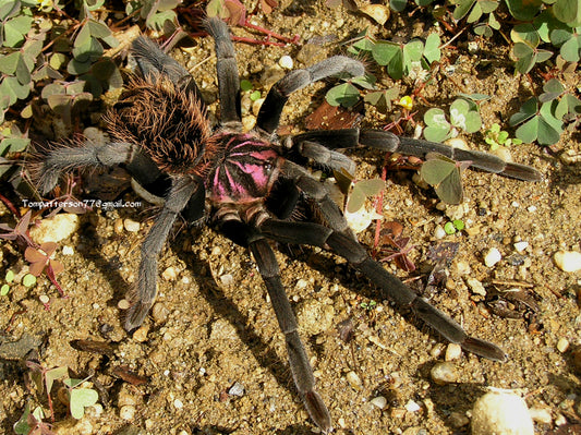 Xenesthis sp. "Tenebris"(monstrosa)