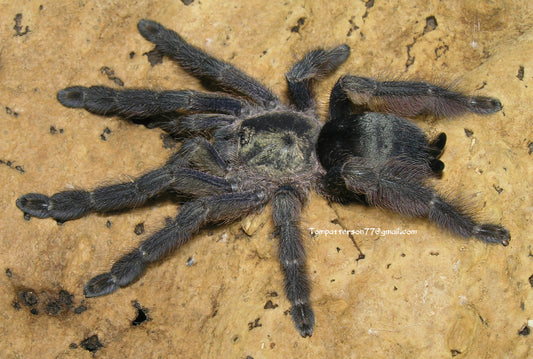 Tapinauchenius cupreus 3/4”