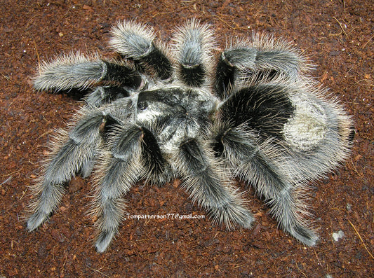 Grammostola grossa 1”
