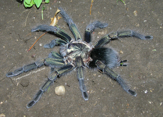 Phormictopus sp. “full green” 3/4”