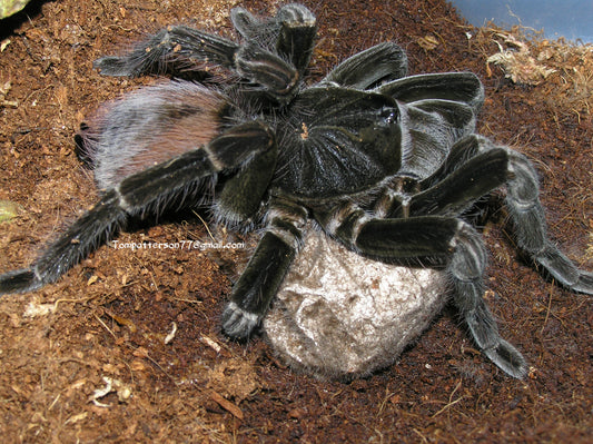 Pamphobeteus c.f. nigricolor 1”