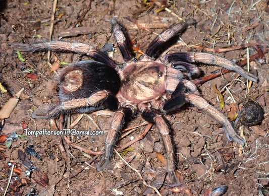 Hapalotremus sp. “Puma” 3/4”