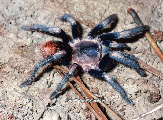 Hapalotremus major 1/4”