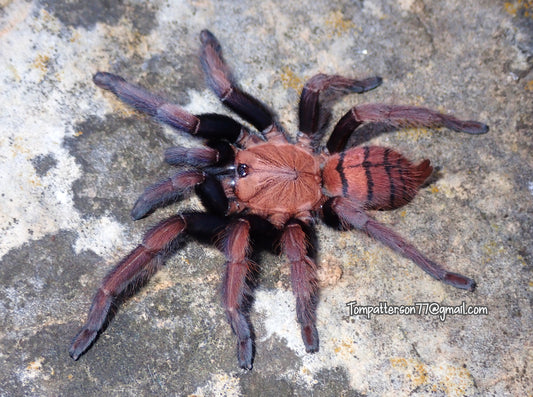 Chilobrachys fimbriatus 1”