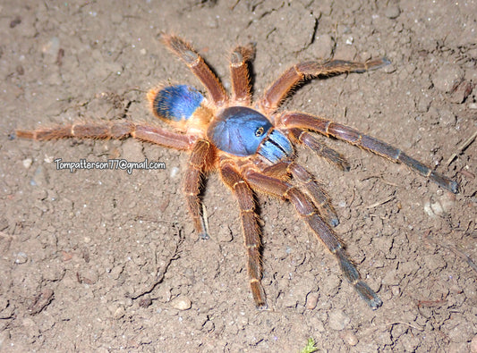 Ornithoctoninae sp. "Hon-Sej" 1/2”