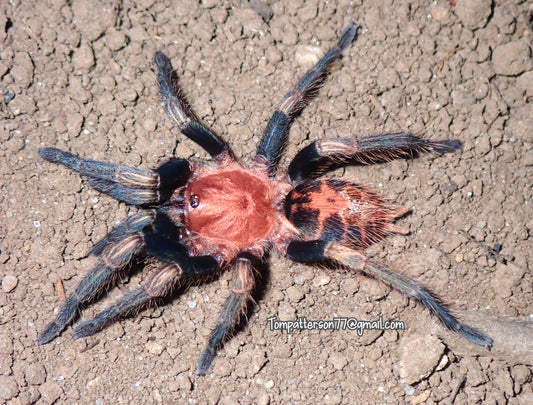 Davus sp. “Oaxaca” 1/4”