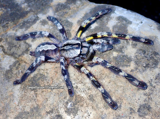 Poecilotheria regalis 3/4”