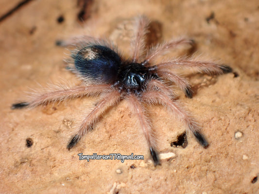 Thrixopelma sp. “Humedal” 1/2”