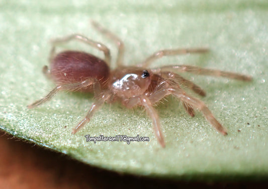 Cyriocosmus sp. “Oronegro” 1/4”