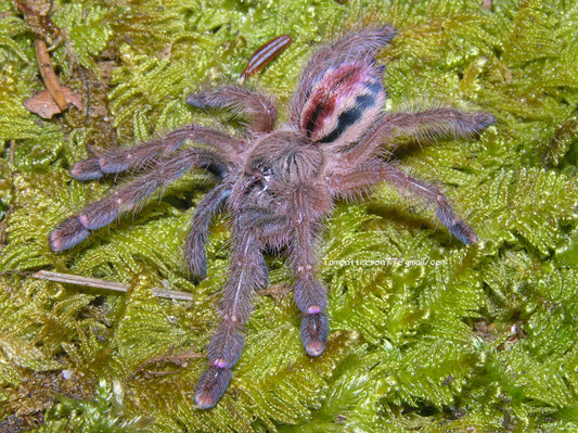 Iridopelma hirsutum 3/4”