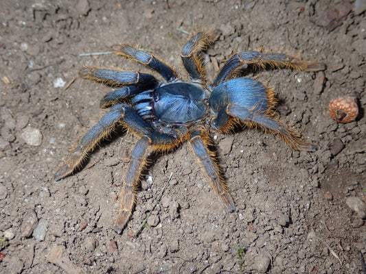 Ornithoctoninae sp. Vietnam Silver 3/4”