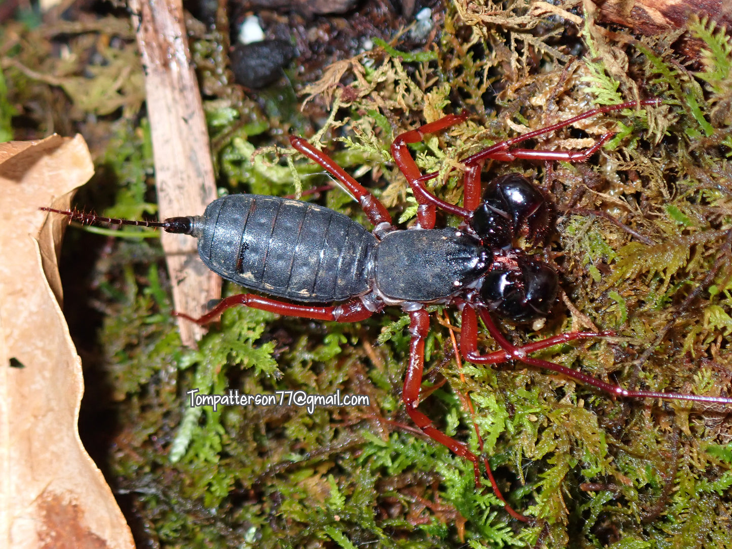 Typopeltis sp. “Thai red leg” 2”