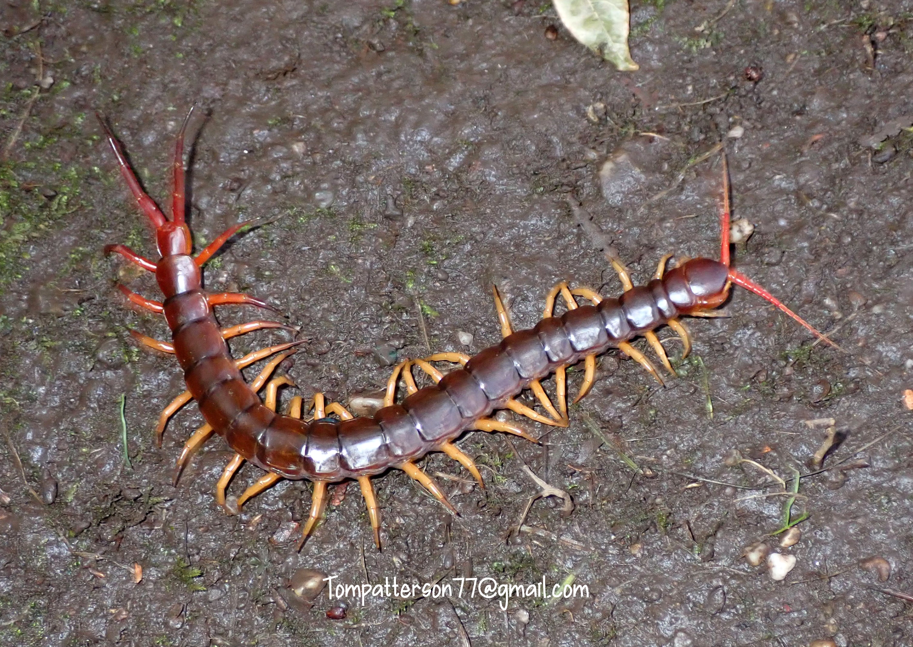 ムカデ Scolooendra sp. White beard - 虫類