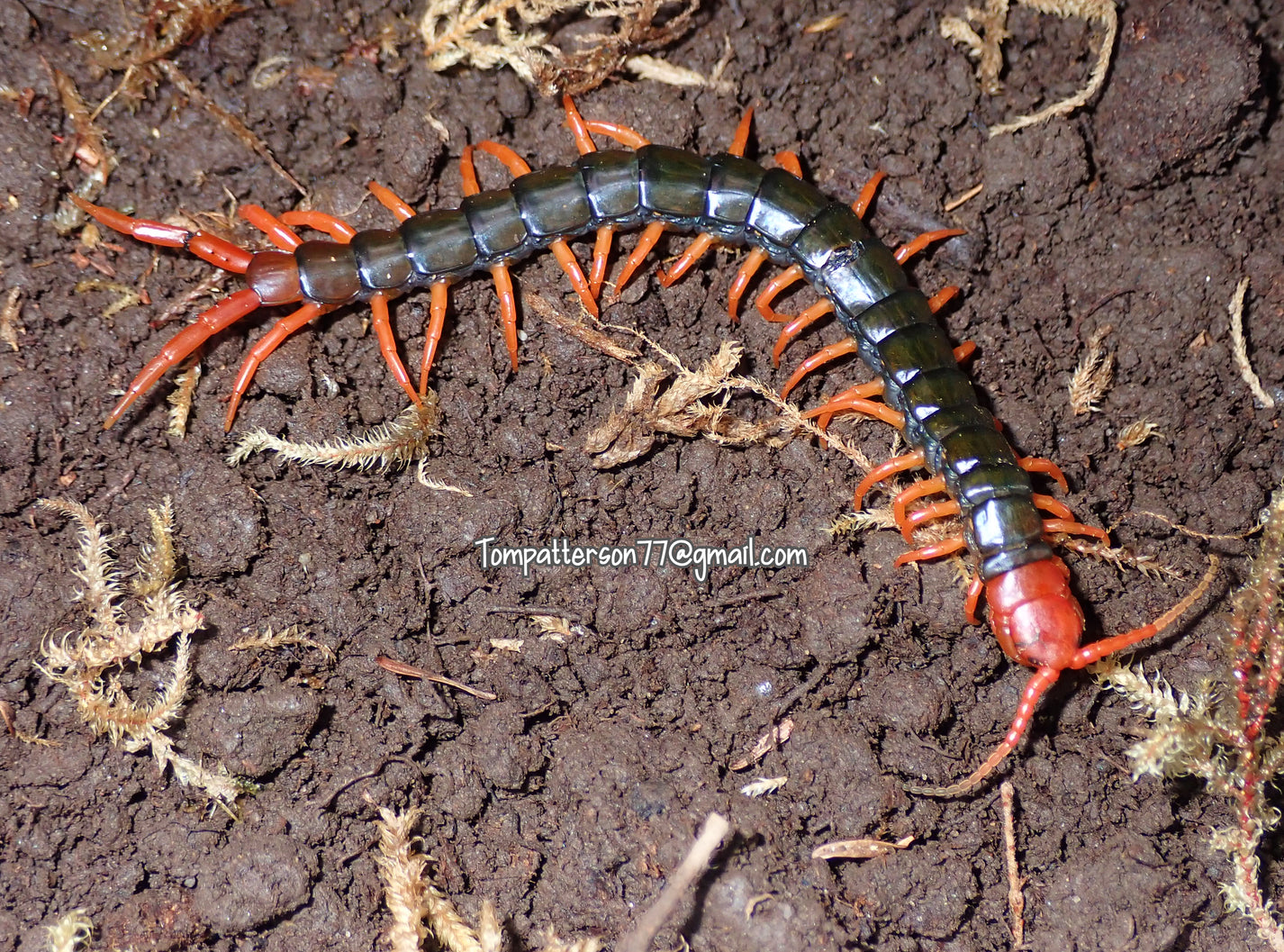 Scolopendra cf. cataracta – Hardcore Arachnids