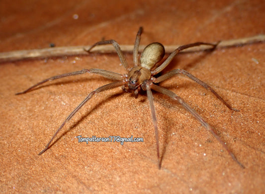 Loxosceles reclusa 1/2”