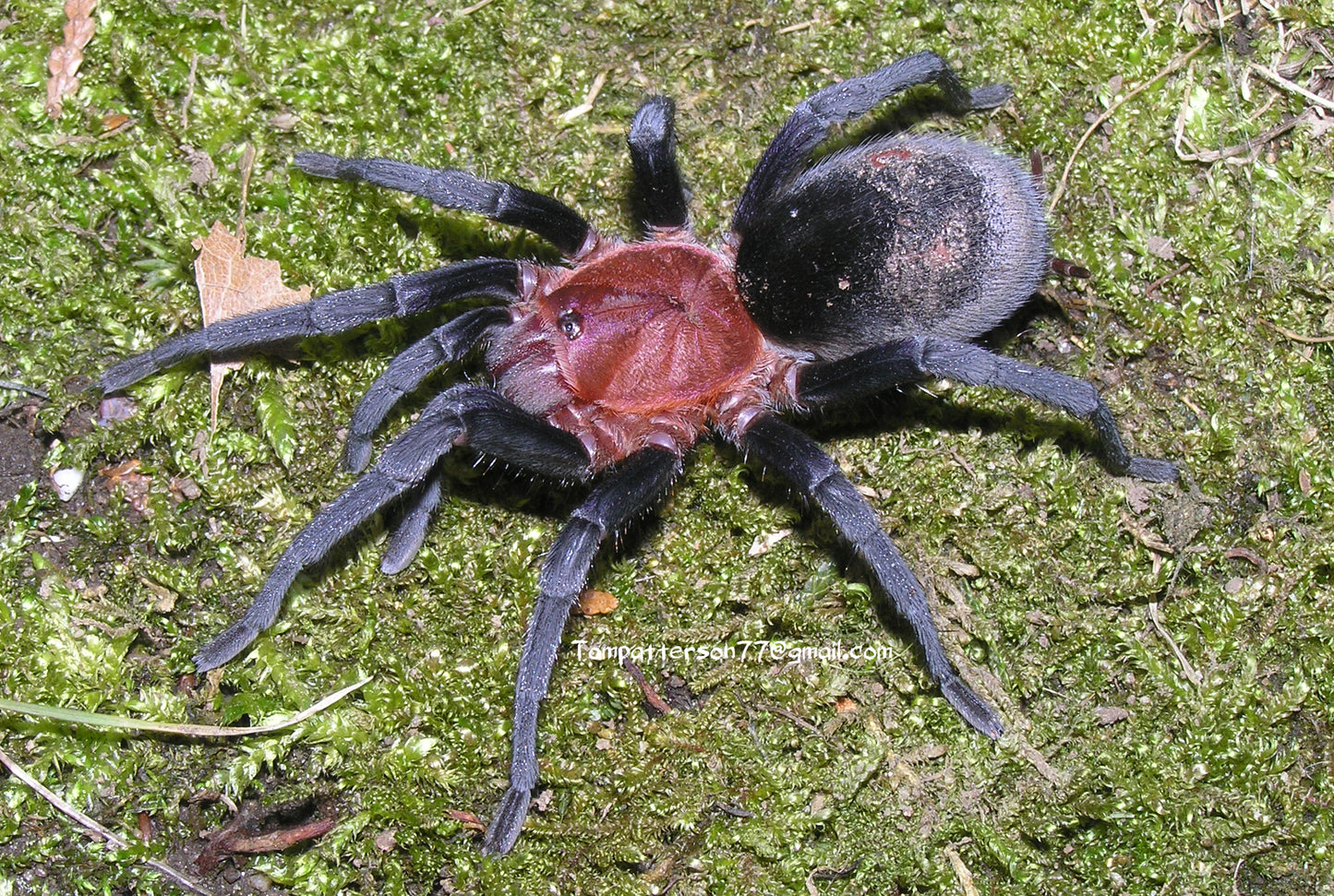 Bumba horrida (ex cabocla) 3”, (suspected female)