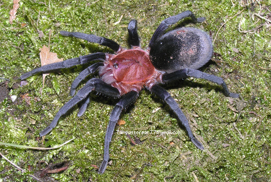Bumba horrida (ex cabocla) 3”, (suspected female)