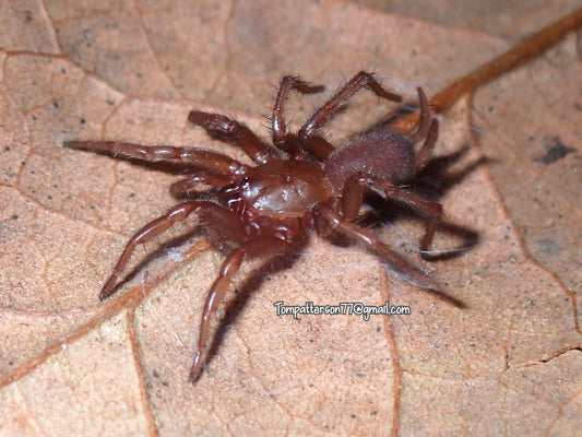 Euagrus chisoseus 1/2”