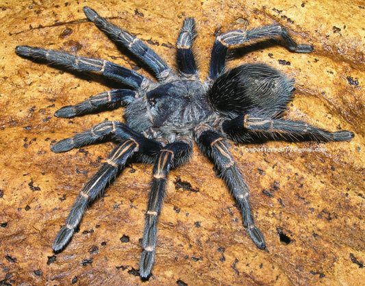 Thrixopelma longicolli