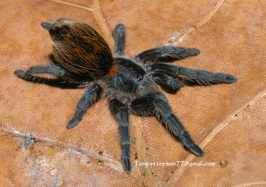 Plesiopelma longisternale 1/4”