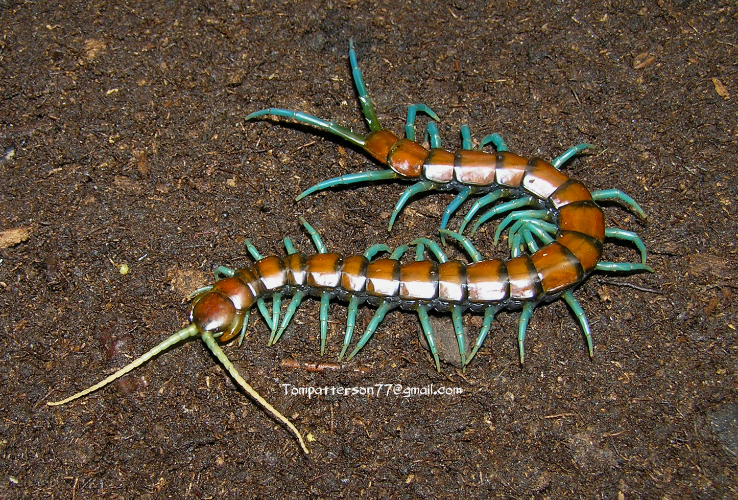 Scolopendra sp. “Mint leg”