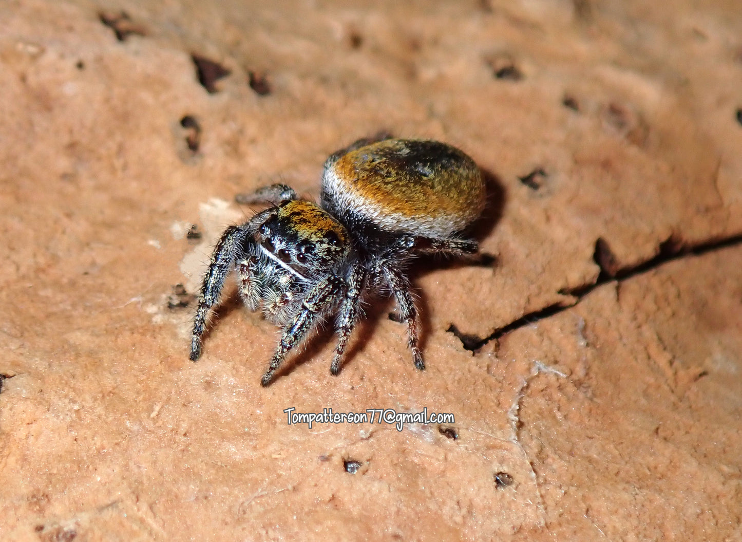 Phiddipus morpheus “Desert red jumping spider” 3/4”