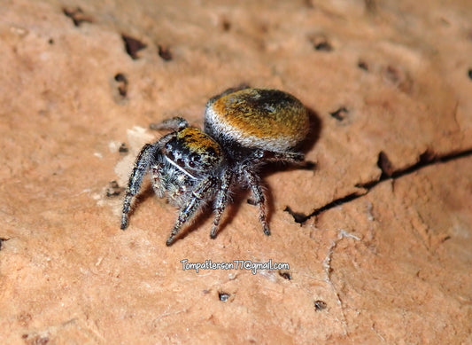Phiddipus morpheus “Desert red jumping spider” 3/4”