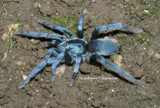 Holothele sp. “Dominican Republic”