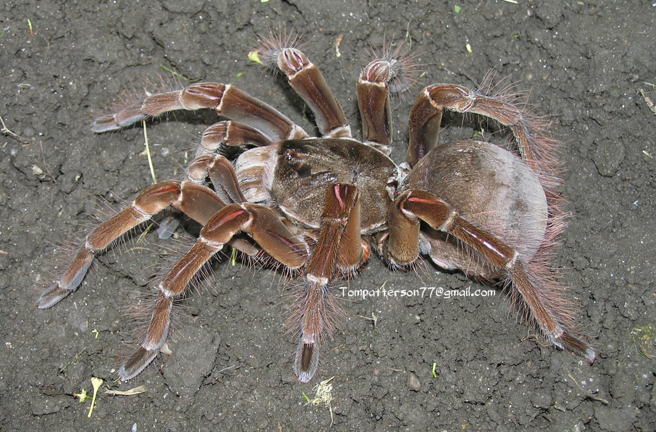 Theraphosa stirmi – Hardcore Arachnids