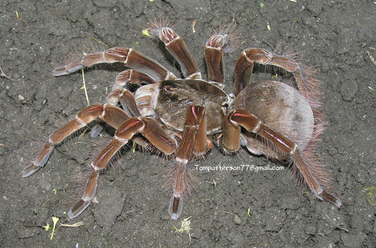 Theraphosa stirmi 2”