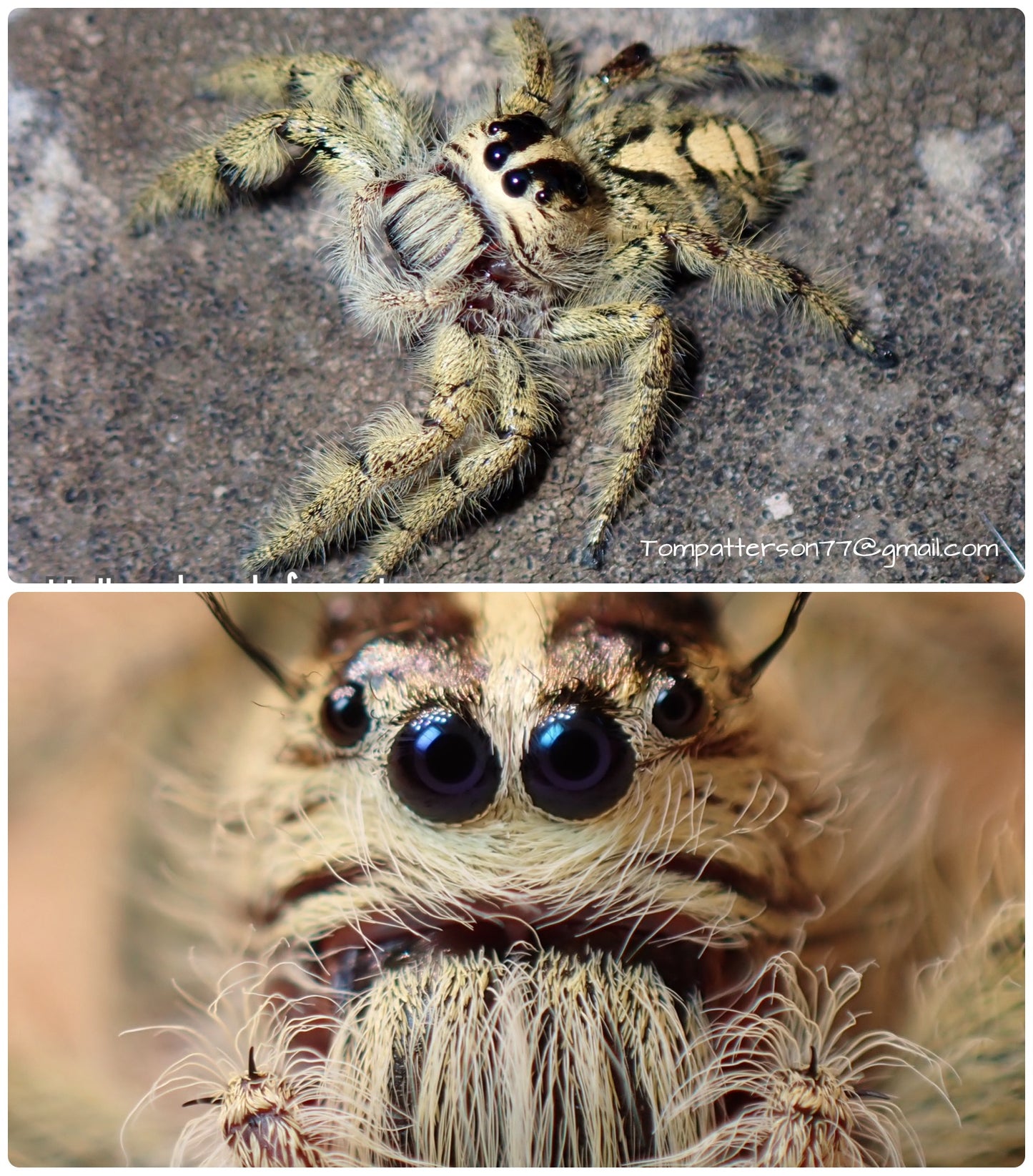 Hyllus diardi females 1/2” - 1”