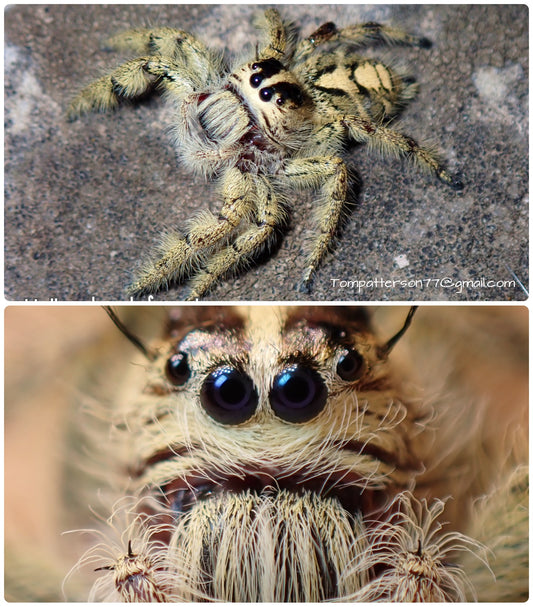 Hyllus diardi females 1/2” - 1”