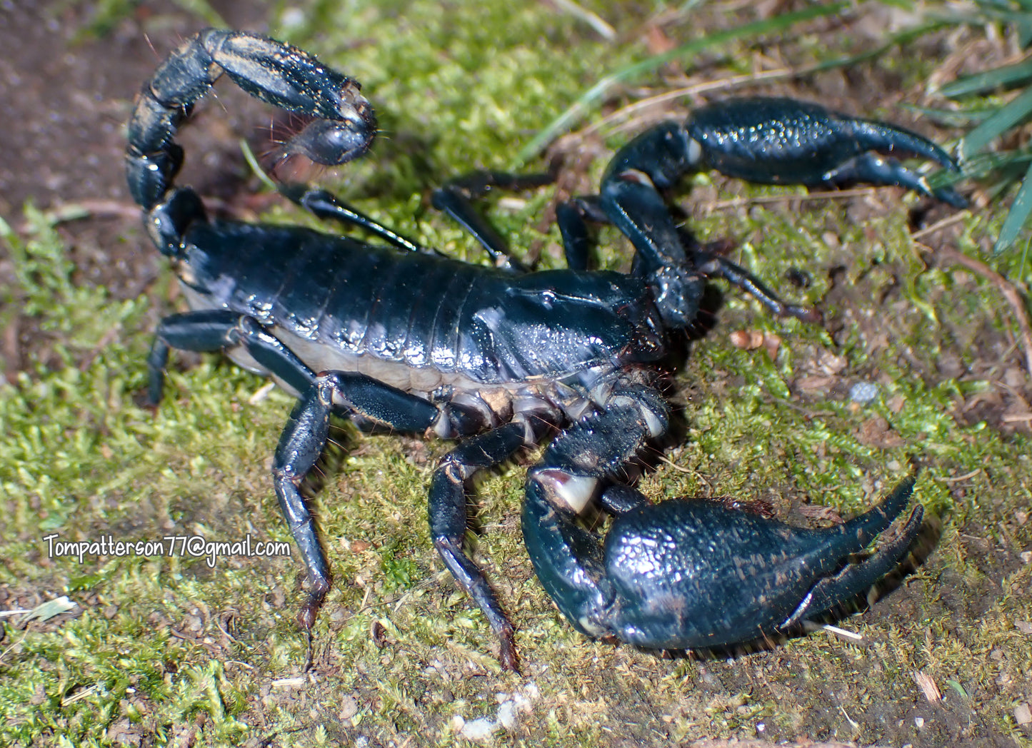 Heterometrus sp. Thailand forest scorpion
