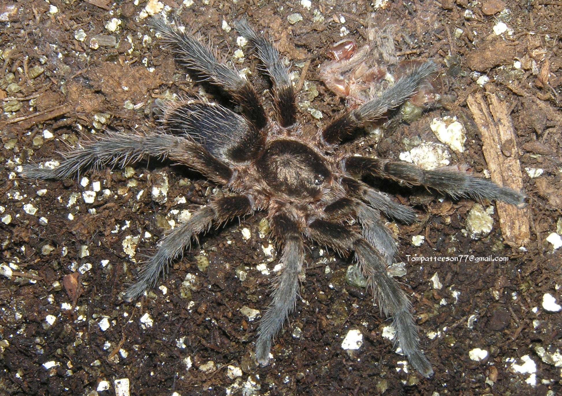 Catumiri parvum 1/4” Hardcore Arachnids