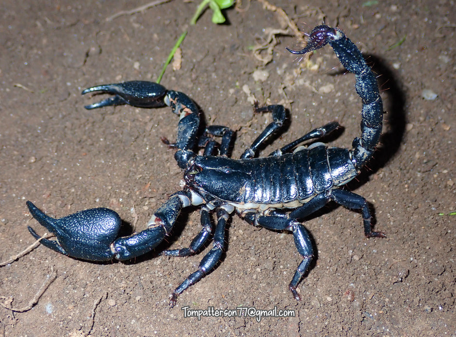 SCORPIONS – Hardcore Arachnids