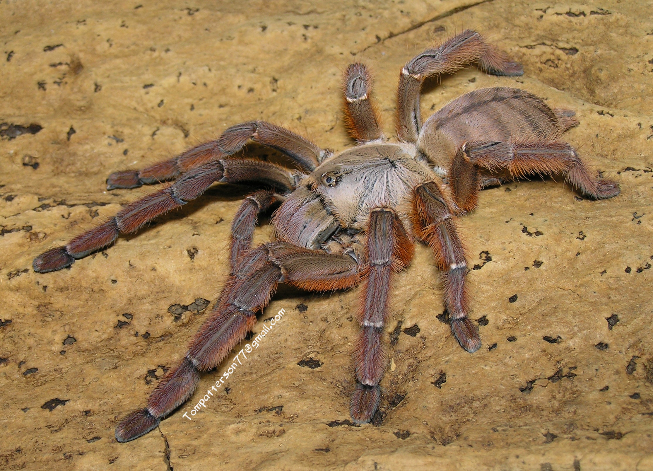 Phormingochilus sp. rufus – Hardcore Arachnids