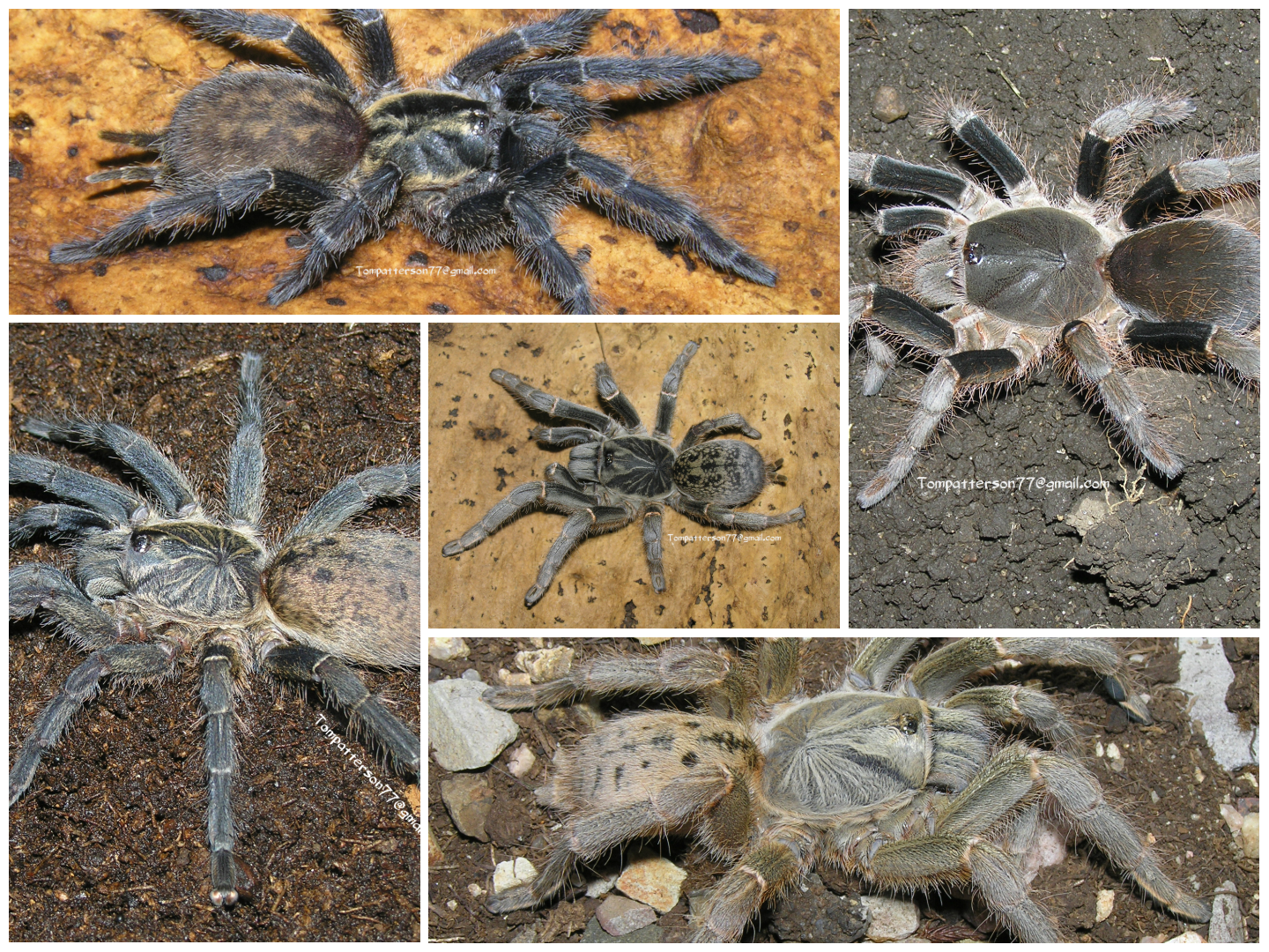 African package of 5 species