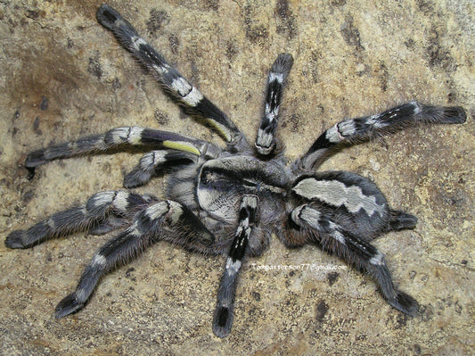 Poecilotheria regalis