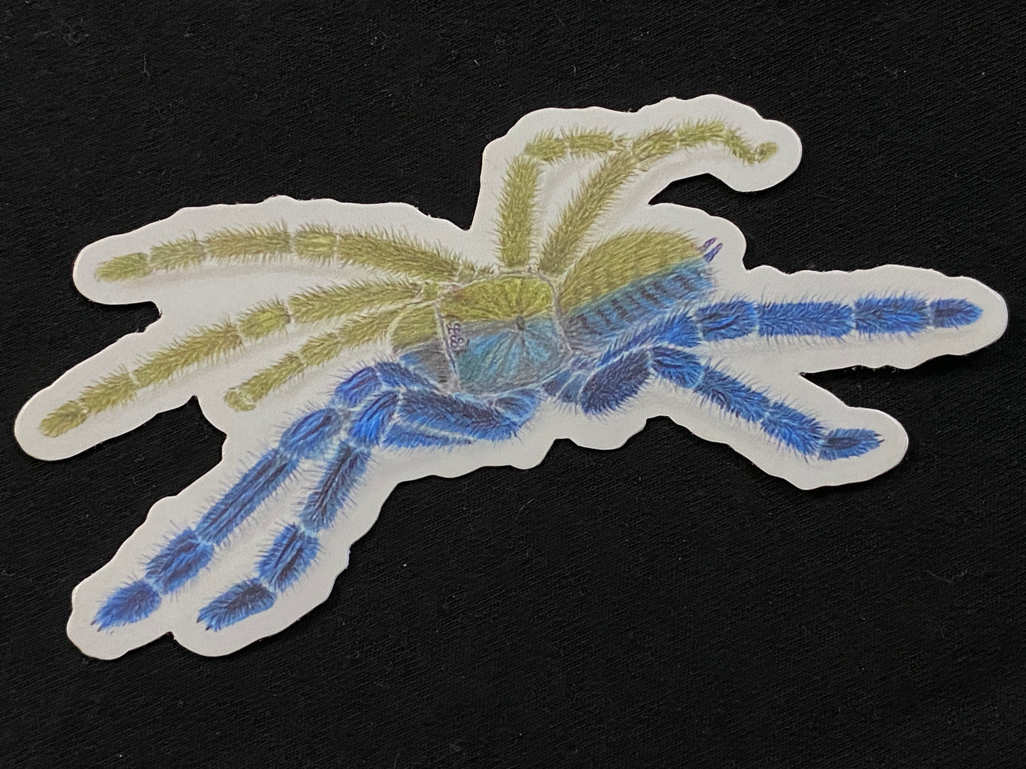 3” Vinyl stickers (O. violaceopes gynandromorph)