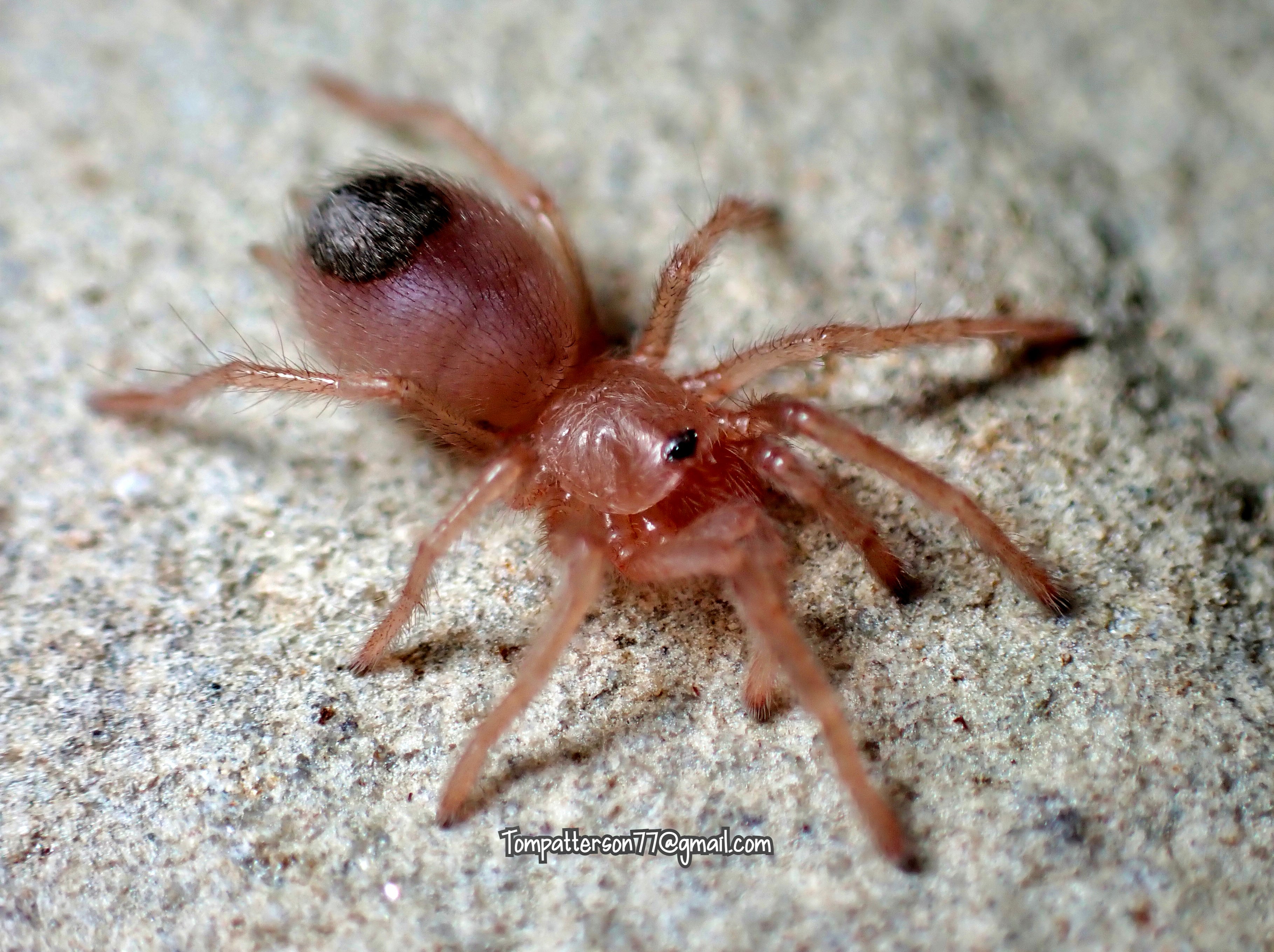 Aphonopelma sp. Santa Cruz Hardcore Arachnids