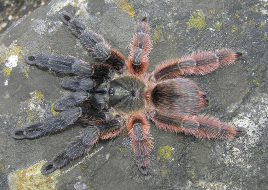 Psalmopoeus victori