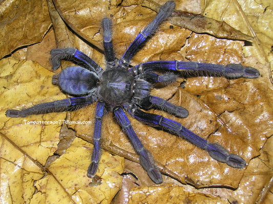 Omothymus violaceopes