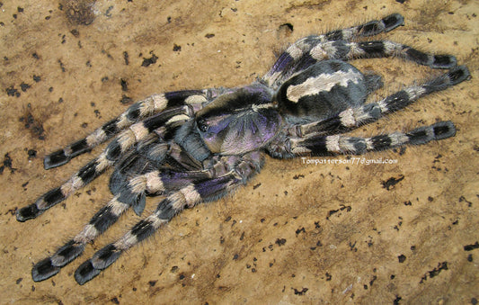 Poecilotheria tigrinawesseli 3/4”