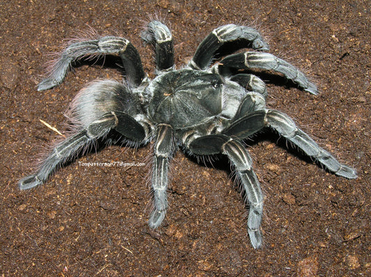 Pamphobeteus sp. Machala 1”
